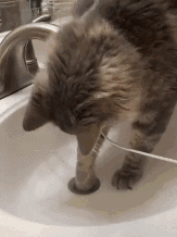 我家猫会撕胶带、关灯、拆快递、烹饪、疏通下水道...