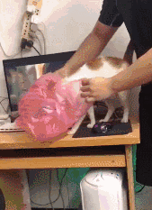 我家猫会撕胶带、关灯、拆快递、烹饪、疏通下水道...