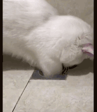 我家猫会撕胶带、关灯、拆快递、烹饪、疏通下水道...