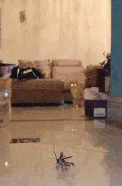 我家猫会撕胶带、关灯、拆快递、烹饪、疏通下水道...