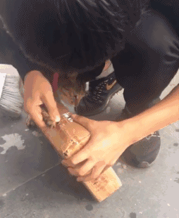 我家猫会撕胶带、关灯、拆快递、烹饪、疏通下水道...