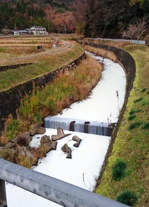 大量生牛奶流入河中(神户新闻)