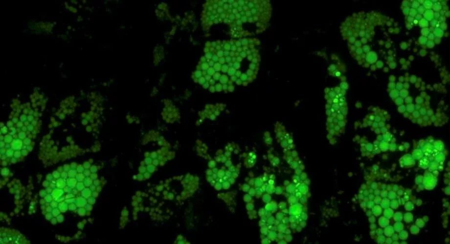 低温物理科学小论文历史上有哪些残忍的科学实验