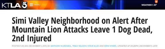 宠物狗被美洲狮攻击 女主人上前对峙要撬开狮口