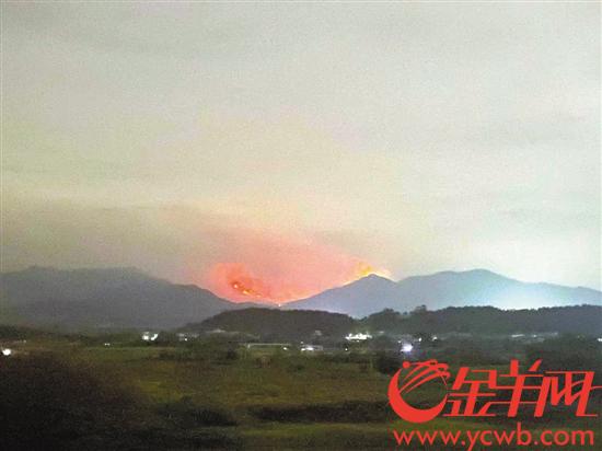高明区荷城街道凌云山荫岗火势凶猛