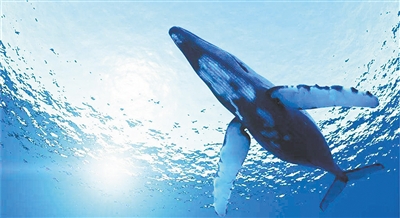 蓝鲸有多大实拍 3dd5-iknhexh8155287.jpg