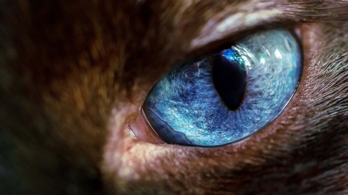图 微软放出wild Eyes Premium免费高质量4k壁纸包 微软 Windows 新浪科技 新浪网