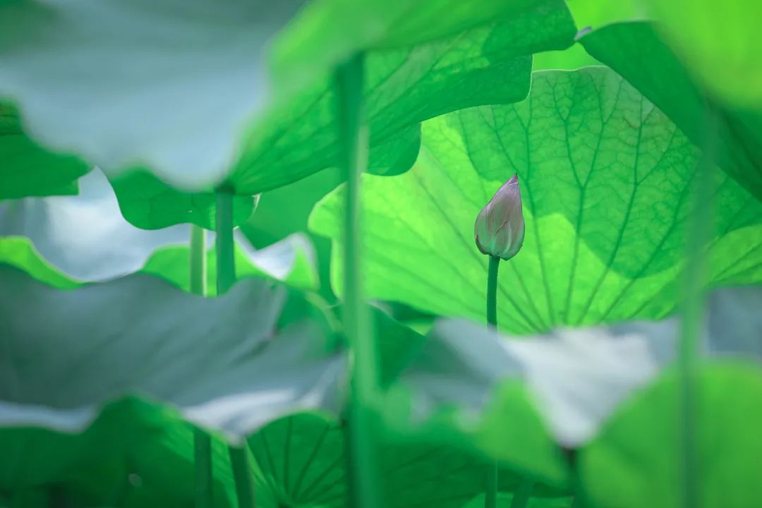 传传家的摄影师|小小胶片,涂抹世间万般颜色(。・ω・。)ノ