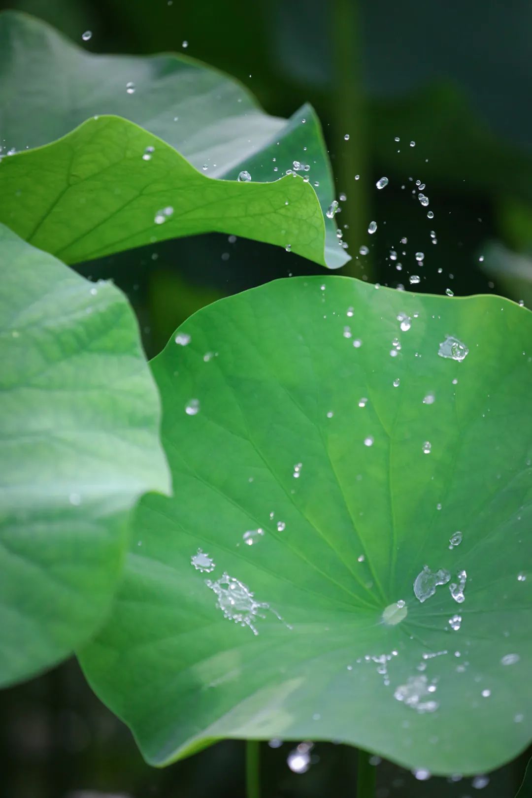 传传家的摄影师|小小胶片,涂抹世间万般颜色(。・ω・。)ノ