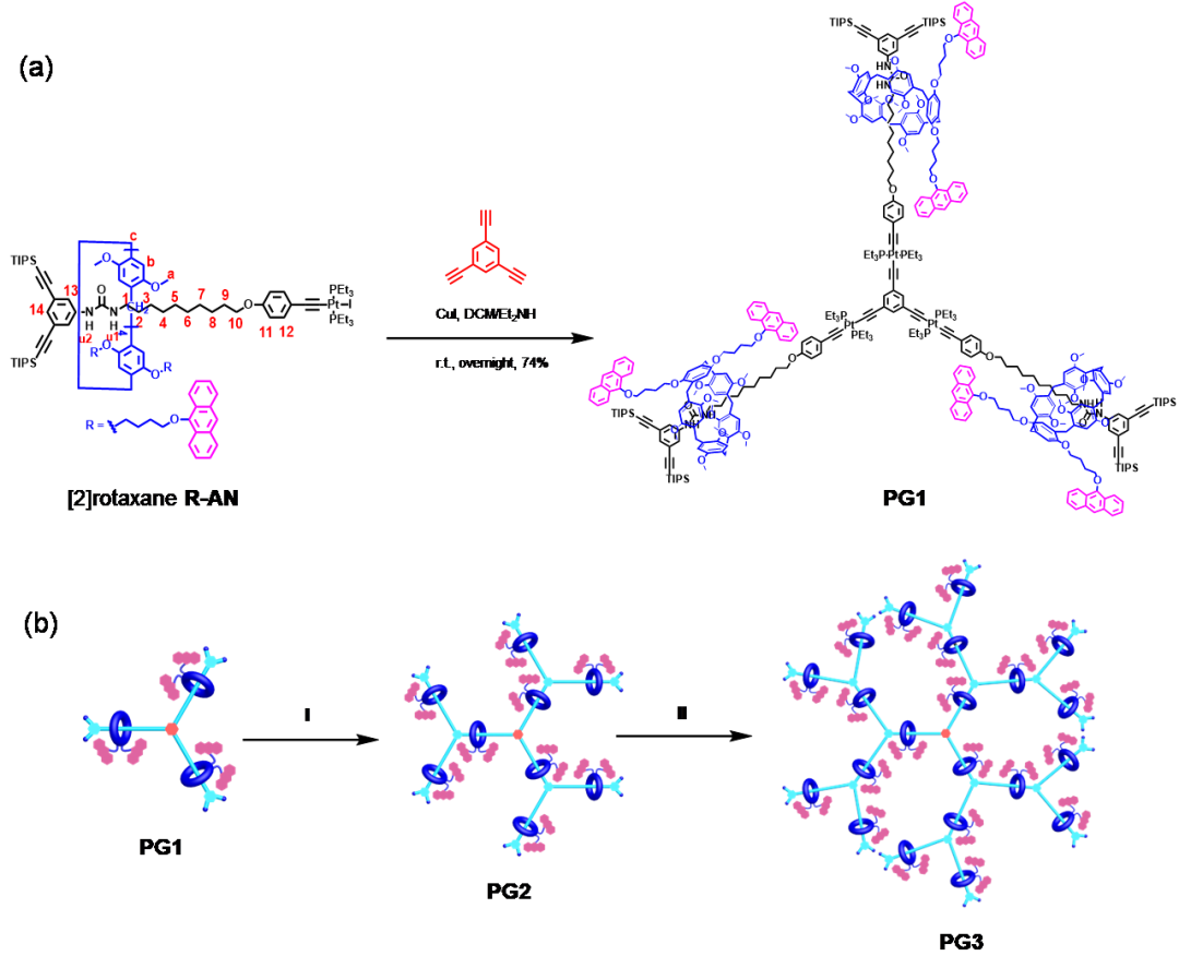 ▲图2.(a)第一代轮烷树状分子的合成门路,(b)第二、三代轮烷树状分子的合成表示图