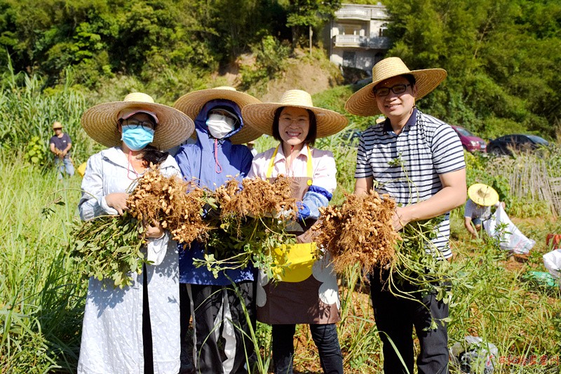 本年7月,万秀区纪委监委干部到城东镇思扶村白洲组花生莳植基地辅助该村抢收花生
