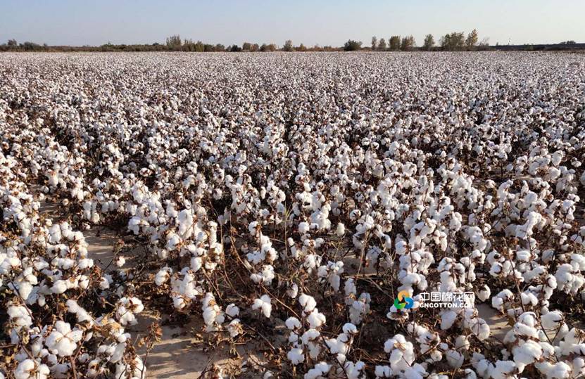 (中国棉花网记者:李伟王巍翰