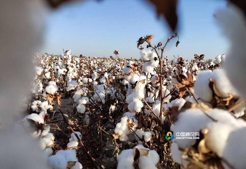 (中国棉花网记者:李伟王巍翰