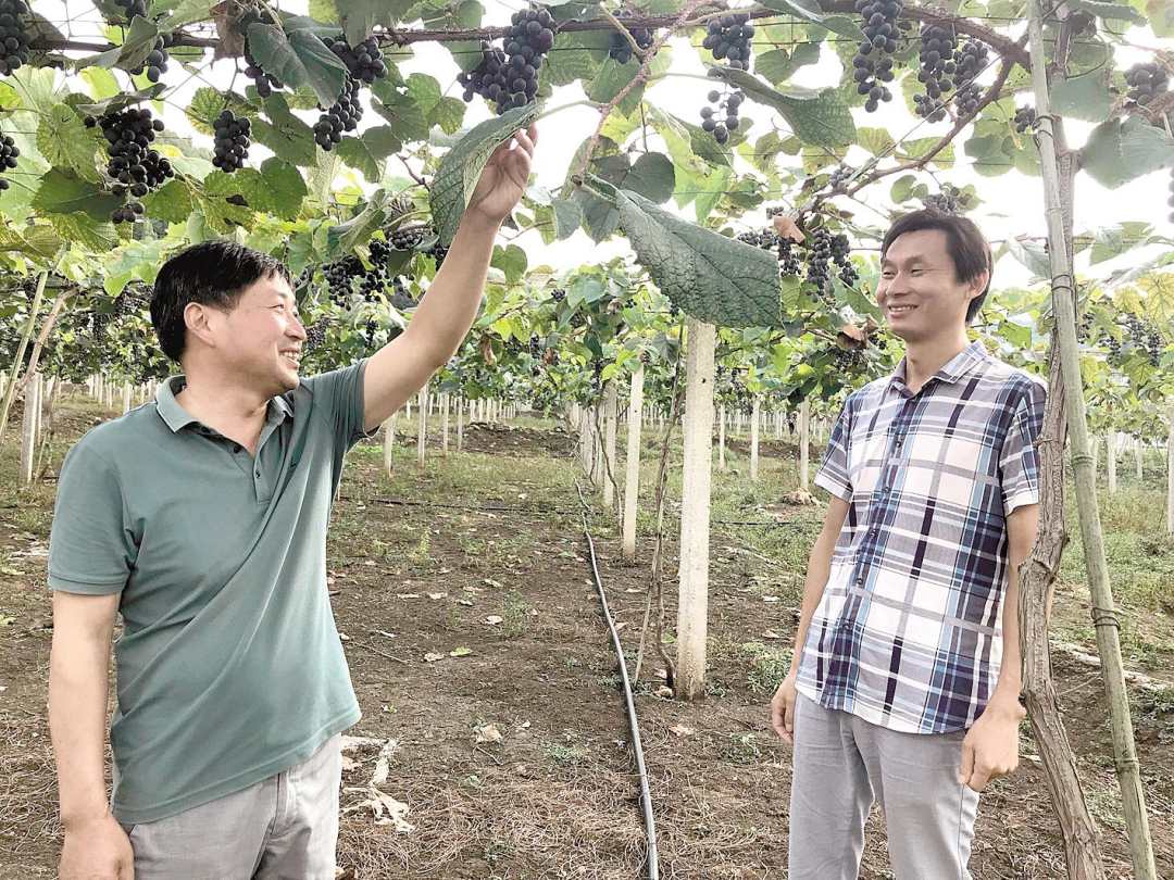 全力村与高枧村的党支部书记在交流产业发展经验。 (湖北日报全媒记者 甘勇 摄)