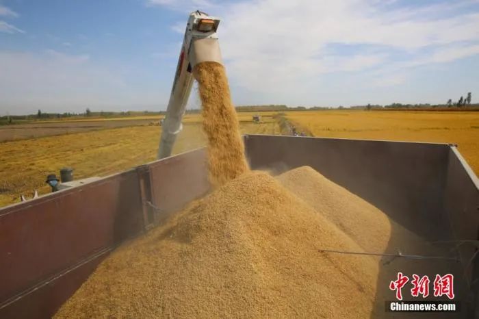 水稻GDP_水稻简笔画