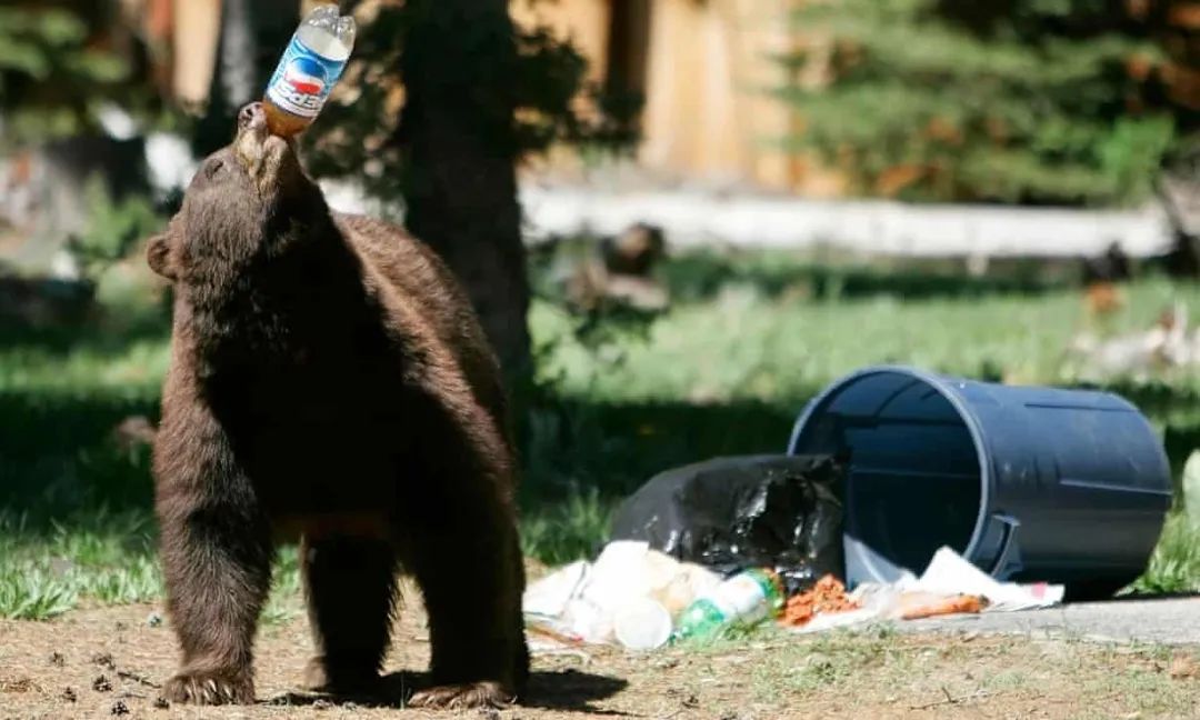翻人类垃圾桶找到阔落的熊 / 图片来自：the guardian