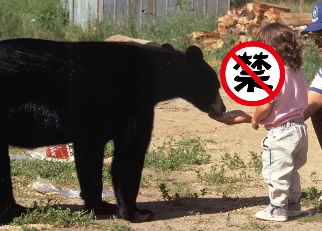 作死行为，请勿模仿 / 图片来自：bears.org