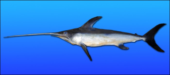 非自然死亡:研究人员发现一条被剑鱼杀死的浅海长尾鲨