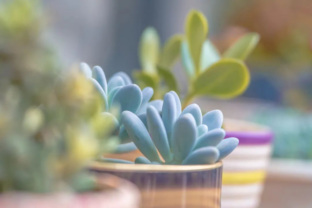 植物的生命力总是顽强