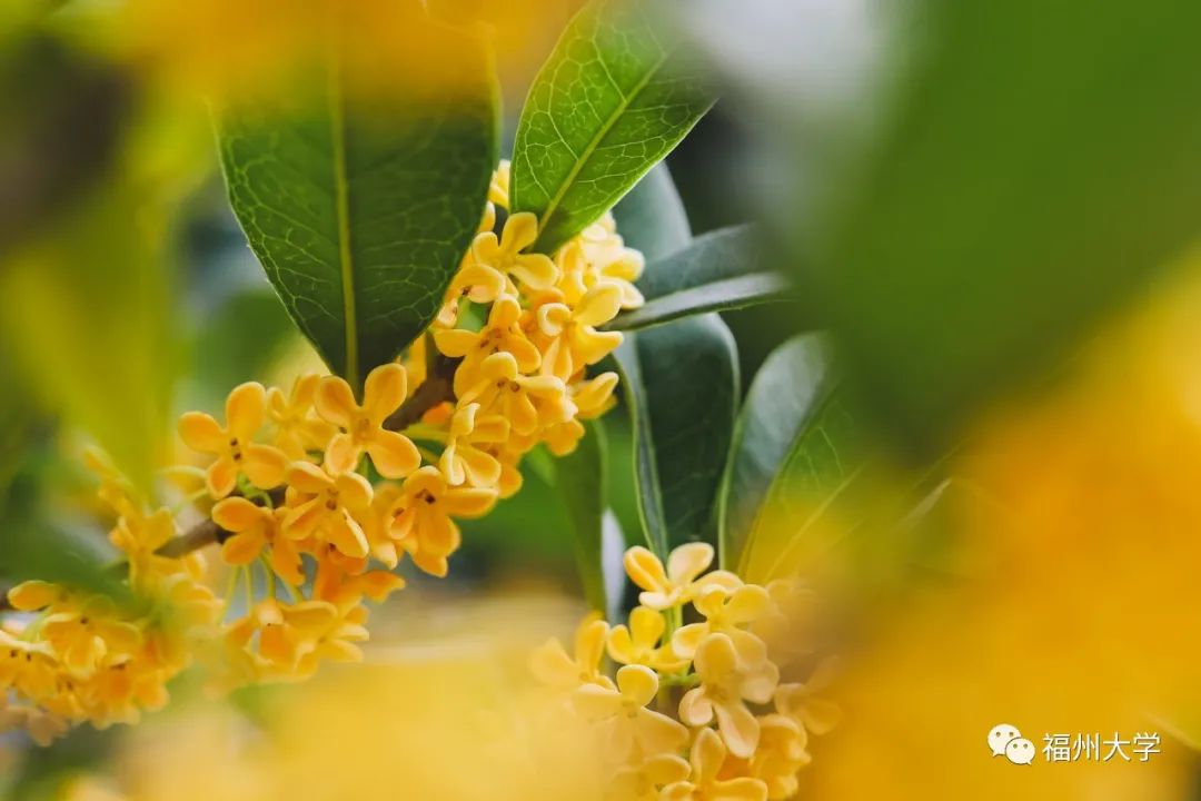 霖吴佳(花张春 悦高张 季楠 摄)。