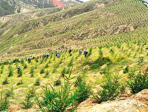 日前,甘肃临夏州东乡县折红公路沿线秋季荒山造林工程拉开序幕。 赵 梅摄
