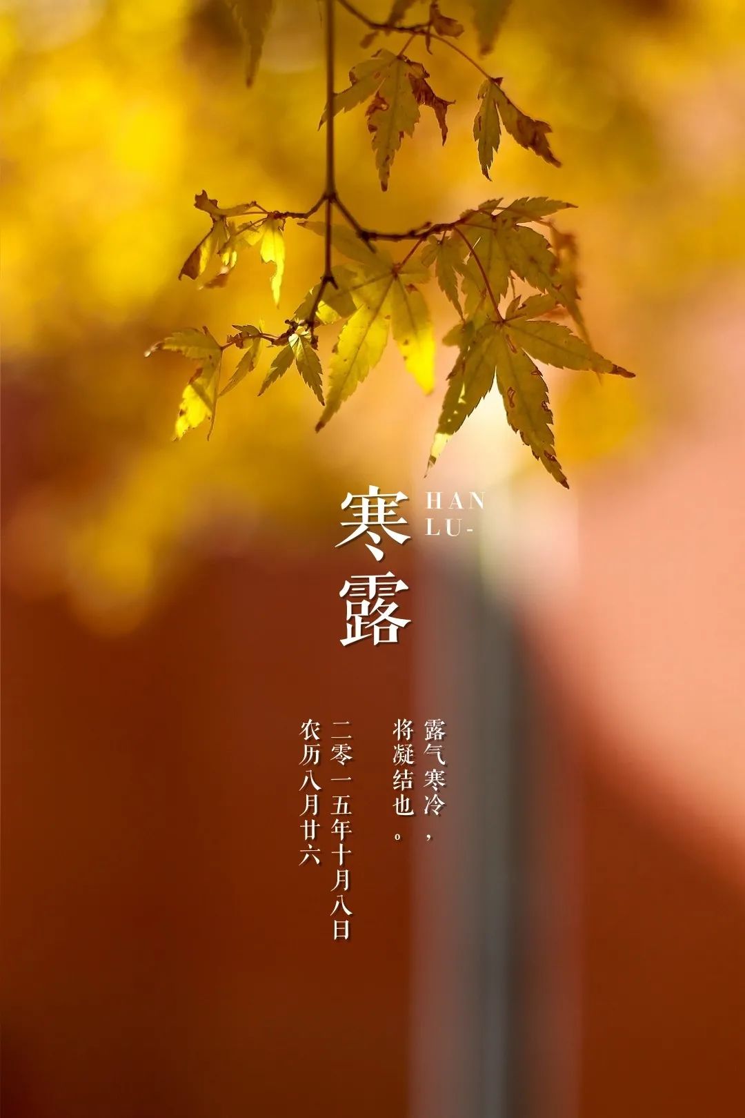 今日寒露,华师最美季节来了