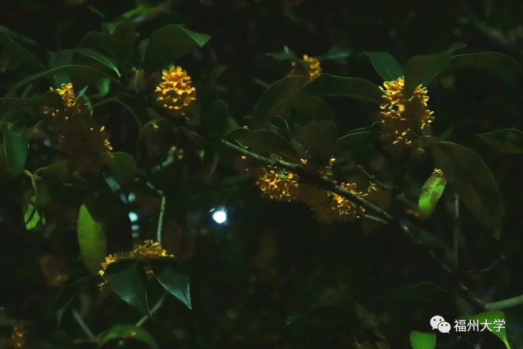 (郭恬媛 摄)