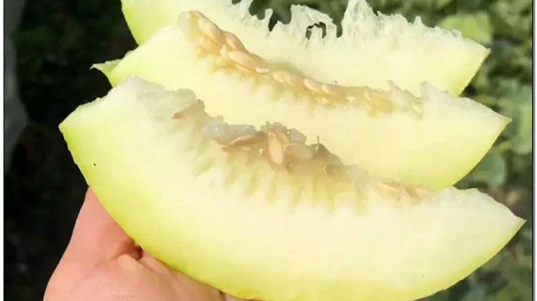 ▲图依次为黑眉毛、郁金香甜瓜、“蜜瓜皇后”、麒麟西瓜