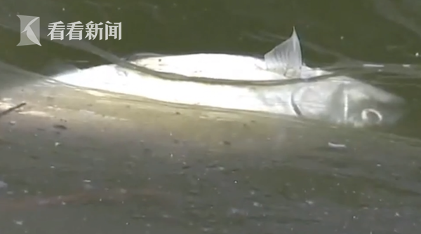 公园池子里的鱼大量死亡 专家研究后:“淹”死