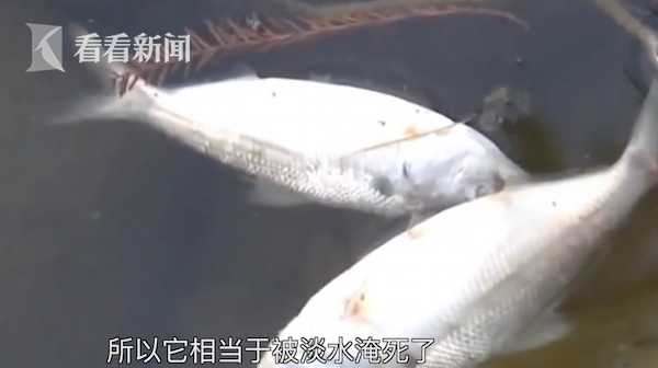 公园池子里的鱼大量死亡 专家研究后:“淹”死