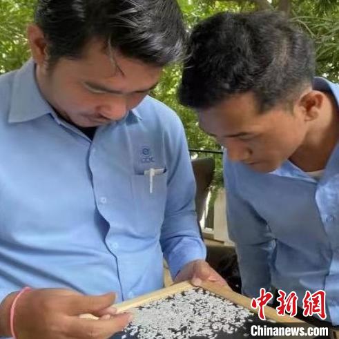 图为CCIC柬埔寨公司检验员在户外仔细检验大米。 公司供图