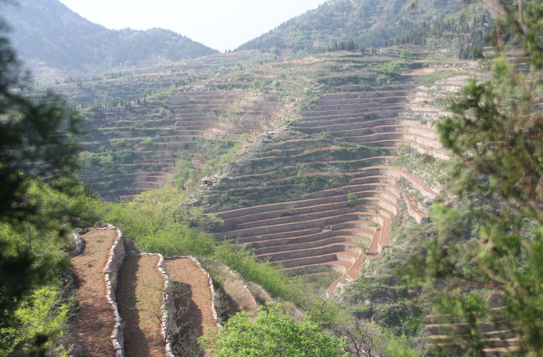 "山高坡陡,石厚土薄,十年九旱"是涉县梯田最真实的写照