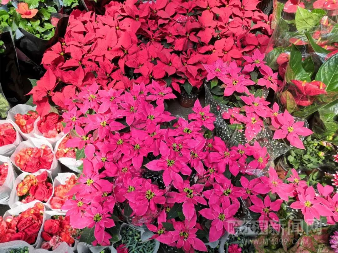 寒冷元旦节 市民在花市 抱盆 百十种花卉盆栽价格上涨