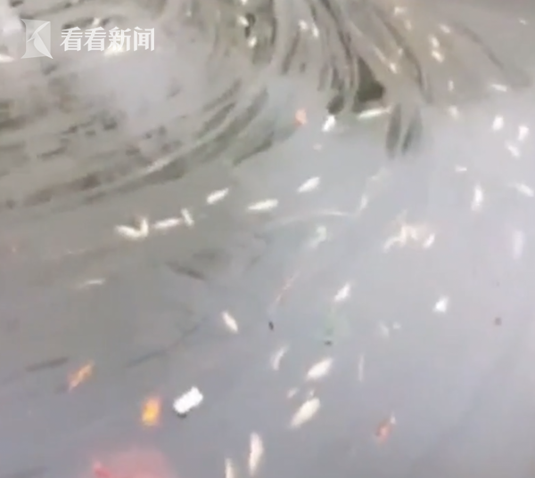 公园池子里的鱼大量死亡 专家研究后:“淹”死