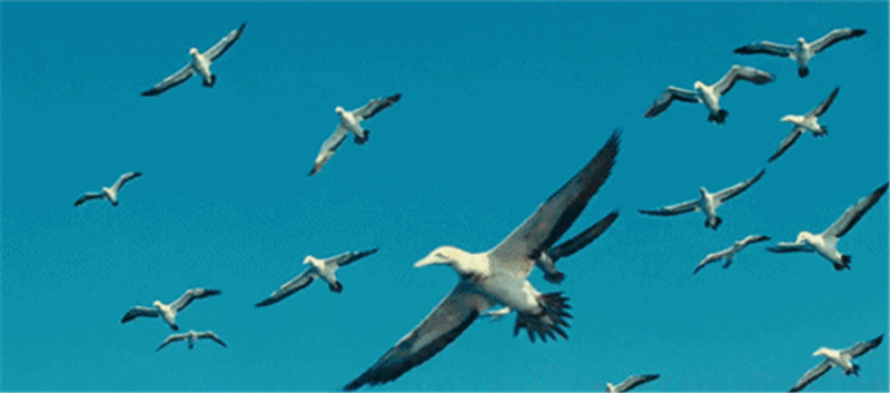 飞帆和星飞帆2段 5ca0-imkzenq5835766.jpg