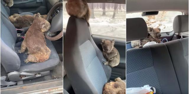  澳大利亚袋鼠岛青少年抢救考拉 视频截图