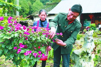“茶”“菜”发力 致富加速