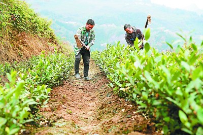 “茶”“菜”发力 致富加速