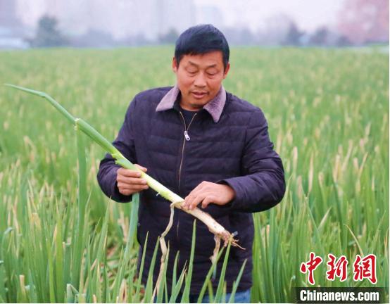 李玉武在田间查看大葱长势。 邢克旺 摄