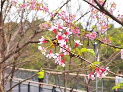 福州:山樱花陆续开放 它的绝配叉尾太阳鸟如期而至|金鸡山公园|樱花