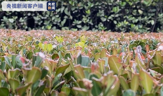 西安迎今冬首场降雪 降雪次要呈现在南部山区(图2) (总台央视记者谭海梅 孟涛)