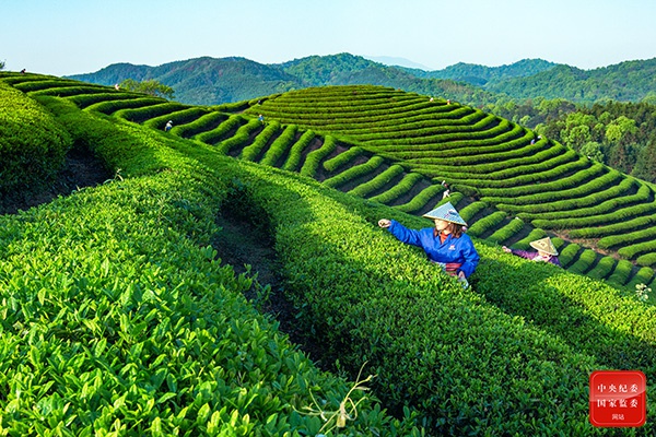 镜头 生态美产业兴百姓富 新浪新闻