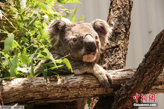  资料图：考拉。