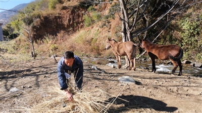 刘代安给骡子喂干稻草