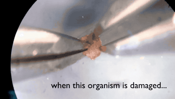 全球首个活体机器人诞生了