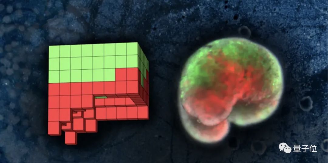 全球首个活体机器人诞生了