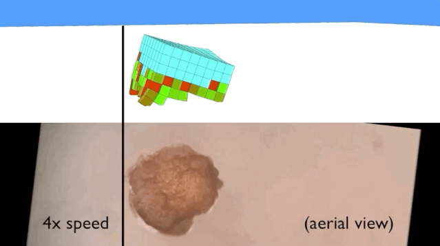 全球首个活体机器人诞生了