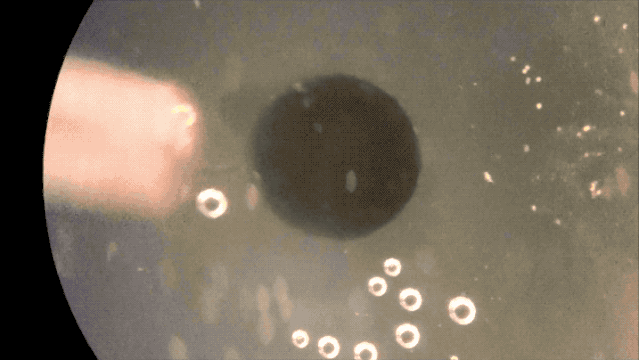 全球首个活体机器人诞生了