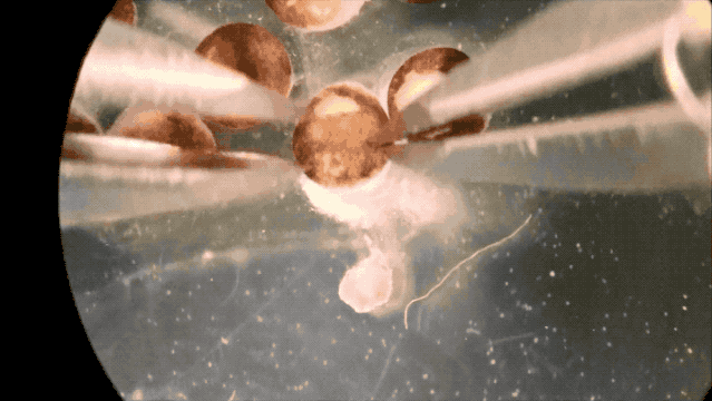 全球首个活体机器人诞生了