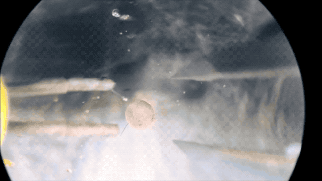 全球首个活体机器人诞生了